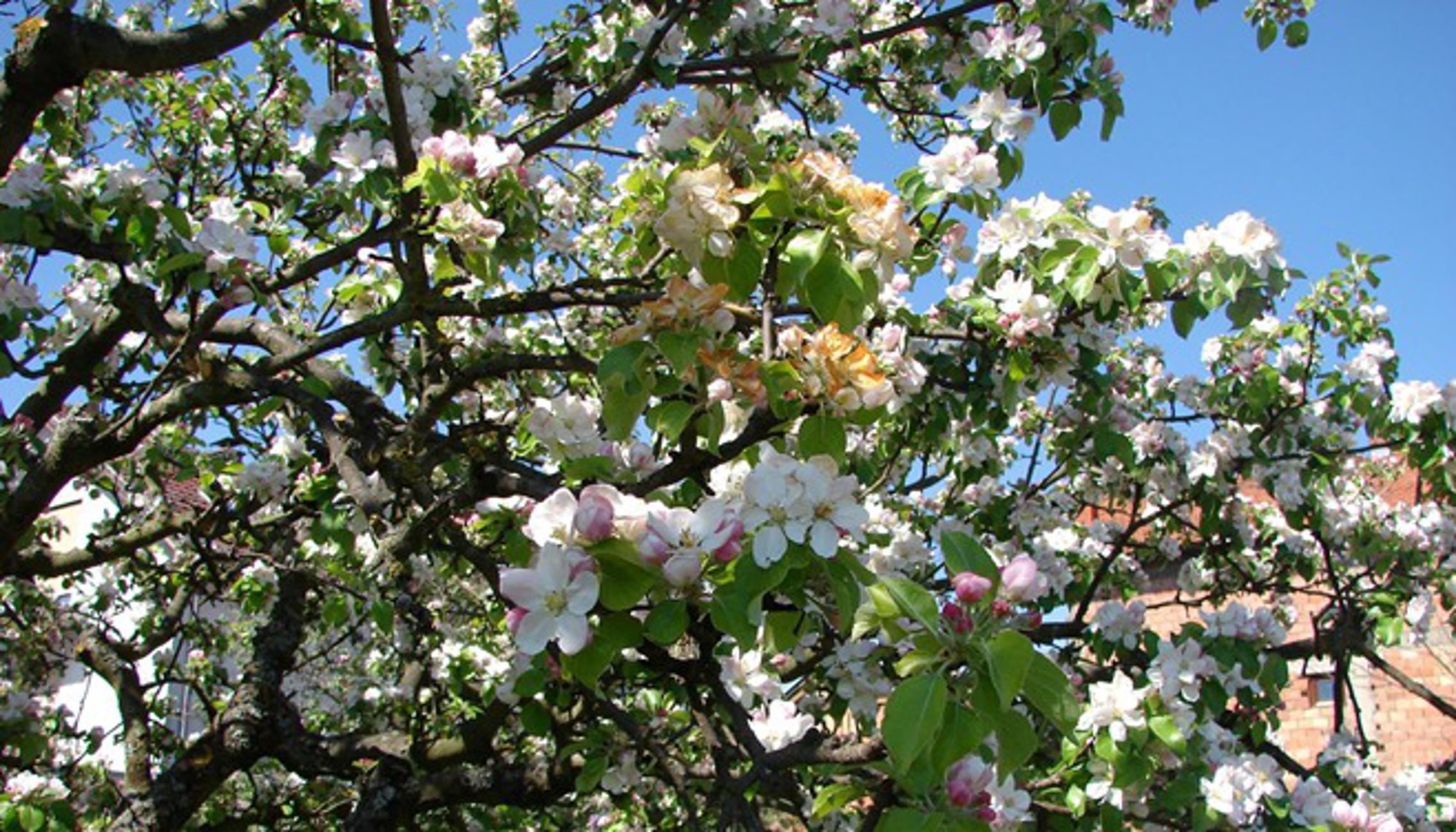 'Spržen' cvijet jabuke u Bukovlju