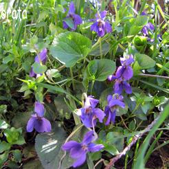 Viola odorata ili mirisna ljubica