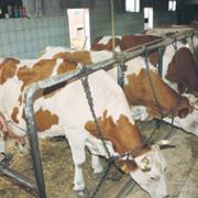 Ivan Klasnić iz Slavonskog Broda ima 23 muzne krave i 18 junica
