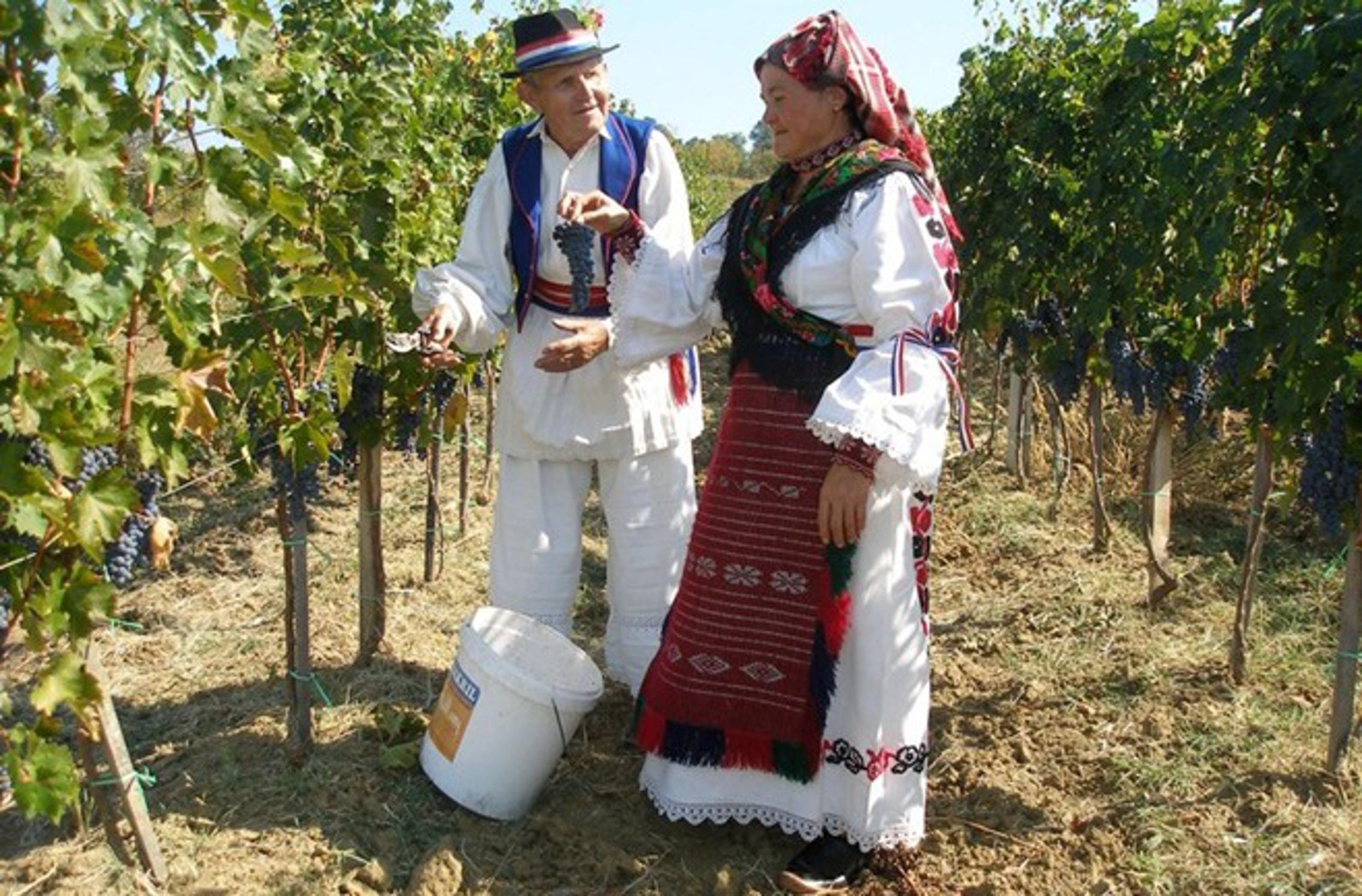Tradicijska berba grožđa u Rešetarima