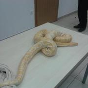Pronađene zmije zbrinute su u Ruščici