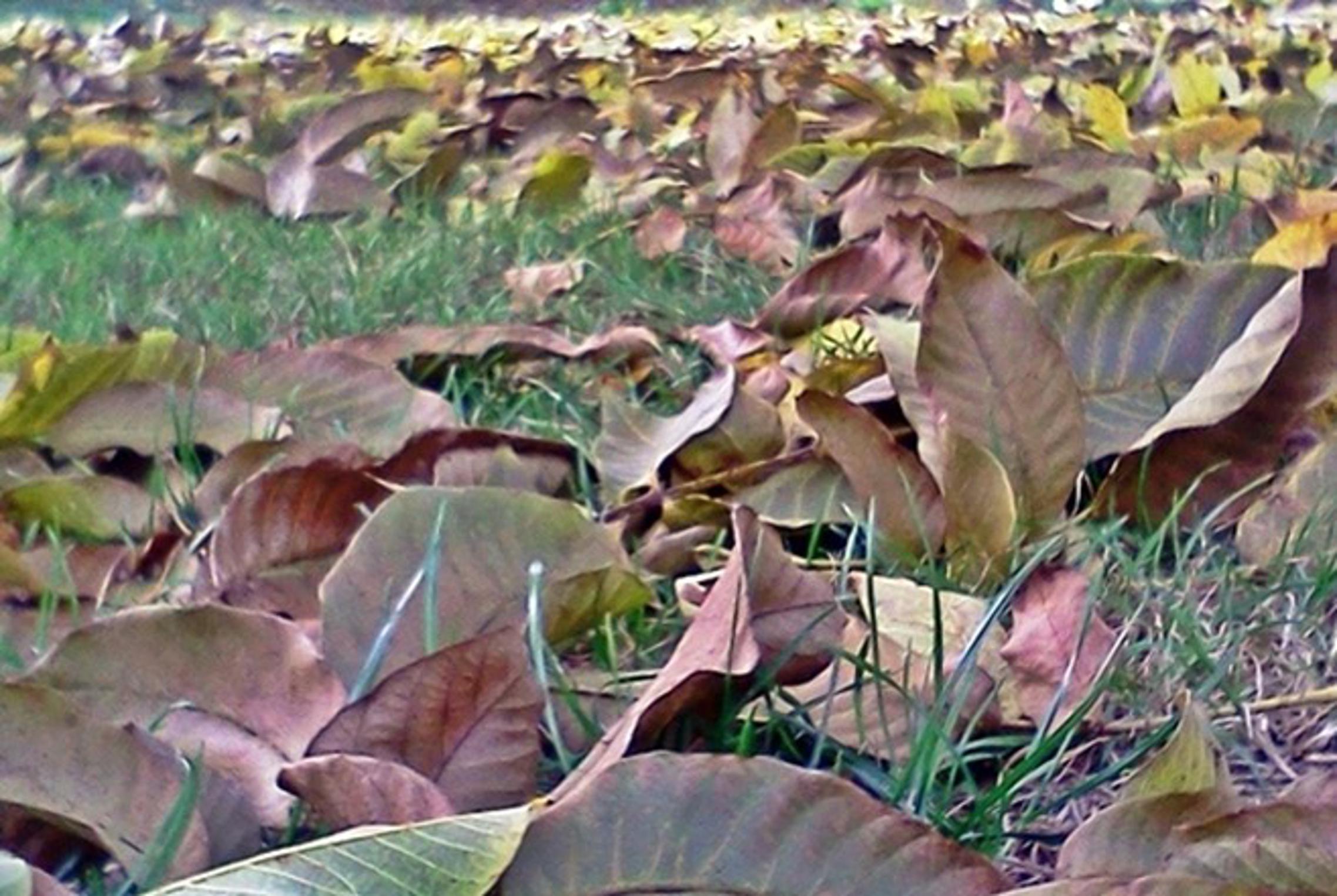 Listopadsko lišće
