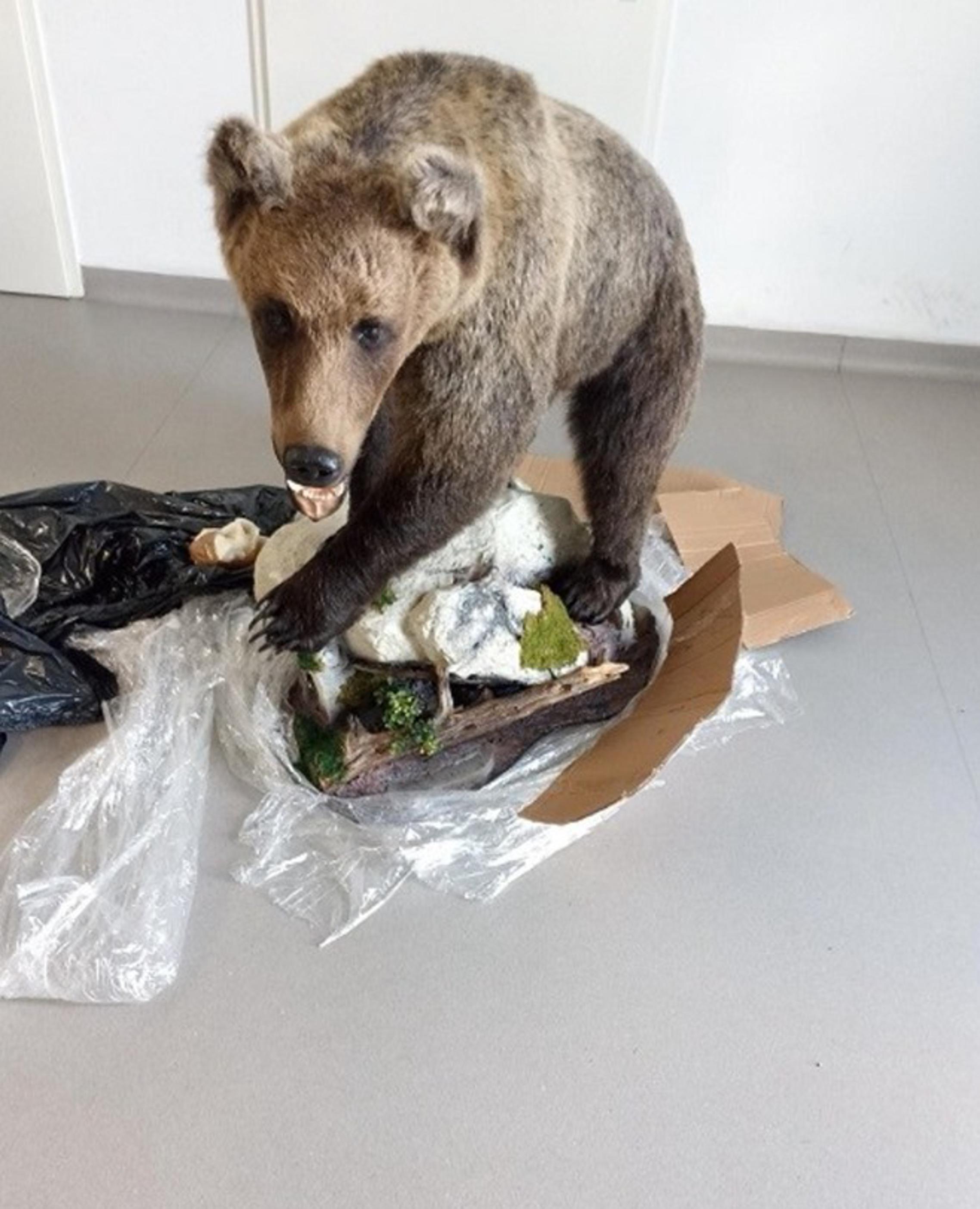 Zaplijenjeni preparirani smeđi medvjed