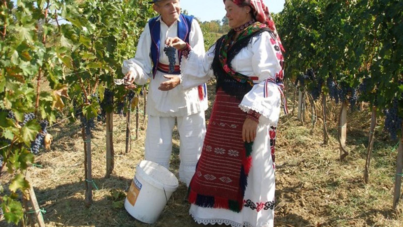 Tradicijska berba grožđa u Rešetarima