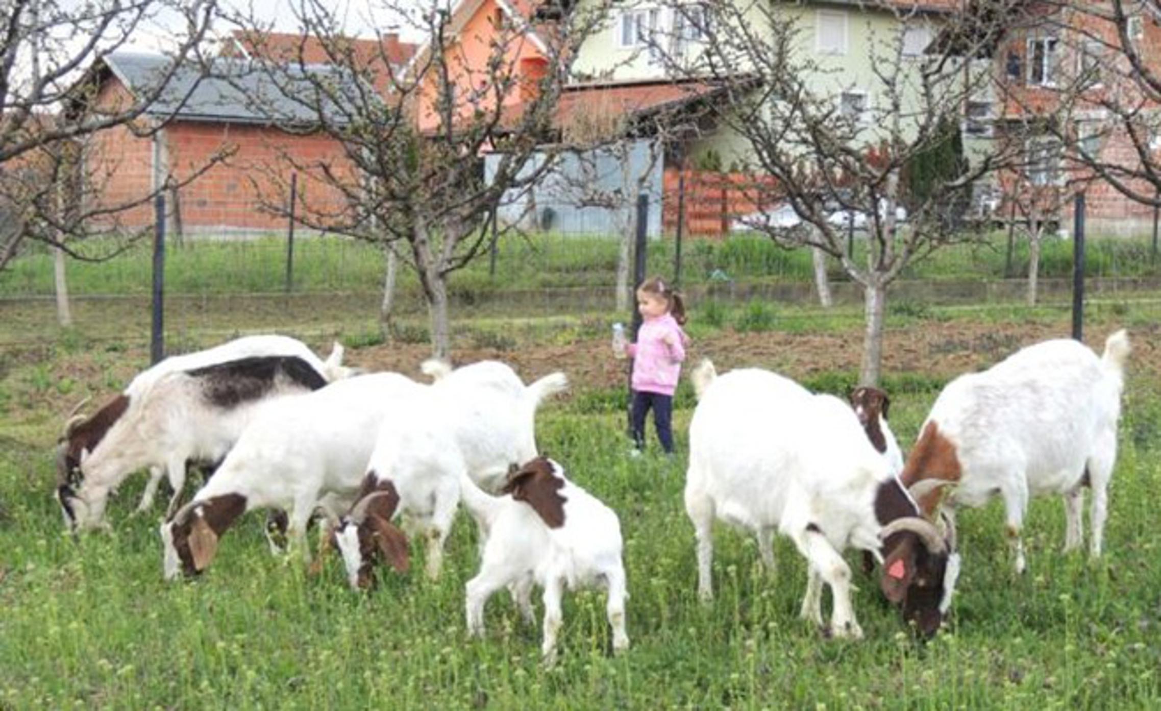 Mjesečno prehrana koza stoji 600 kuna, a od 9 koza dobiveno je 10 jarića