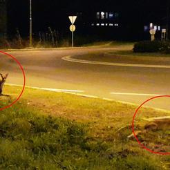 Dvije lisice u Slavonskom Brodu