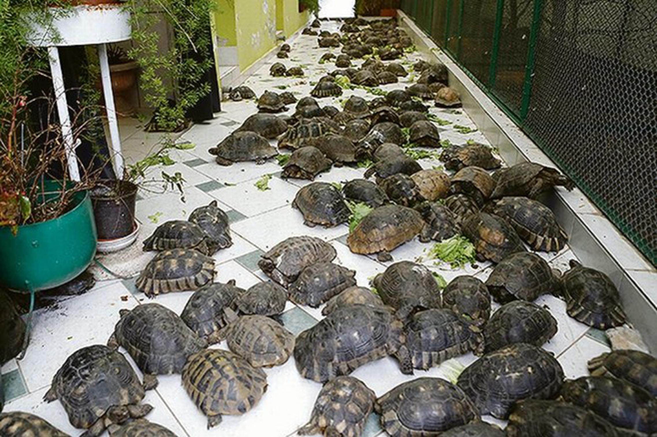Većinom je riječ o mediteranskim kornjačama koje u ovo doba godine odlaze na zimski san